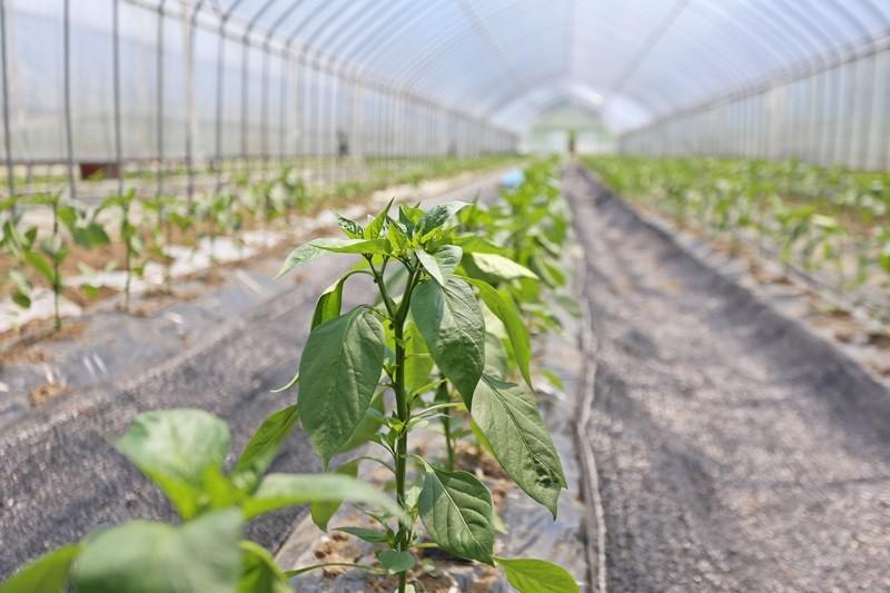 Yangpyeong Haneulbit Pension