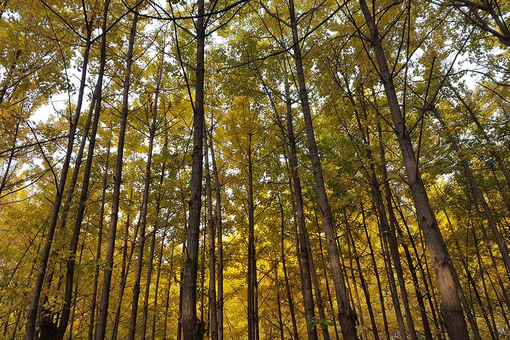 Seoul Forest Stay-92