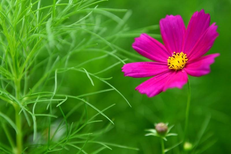 Gapyeong Lavender Pension-12