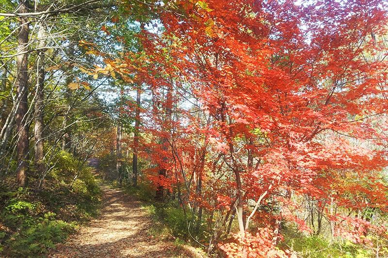 Yangpyeong Lime Orange Pension-12