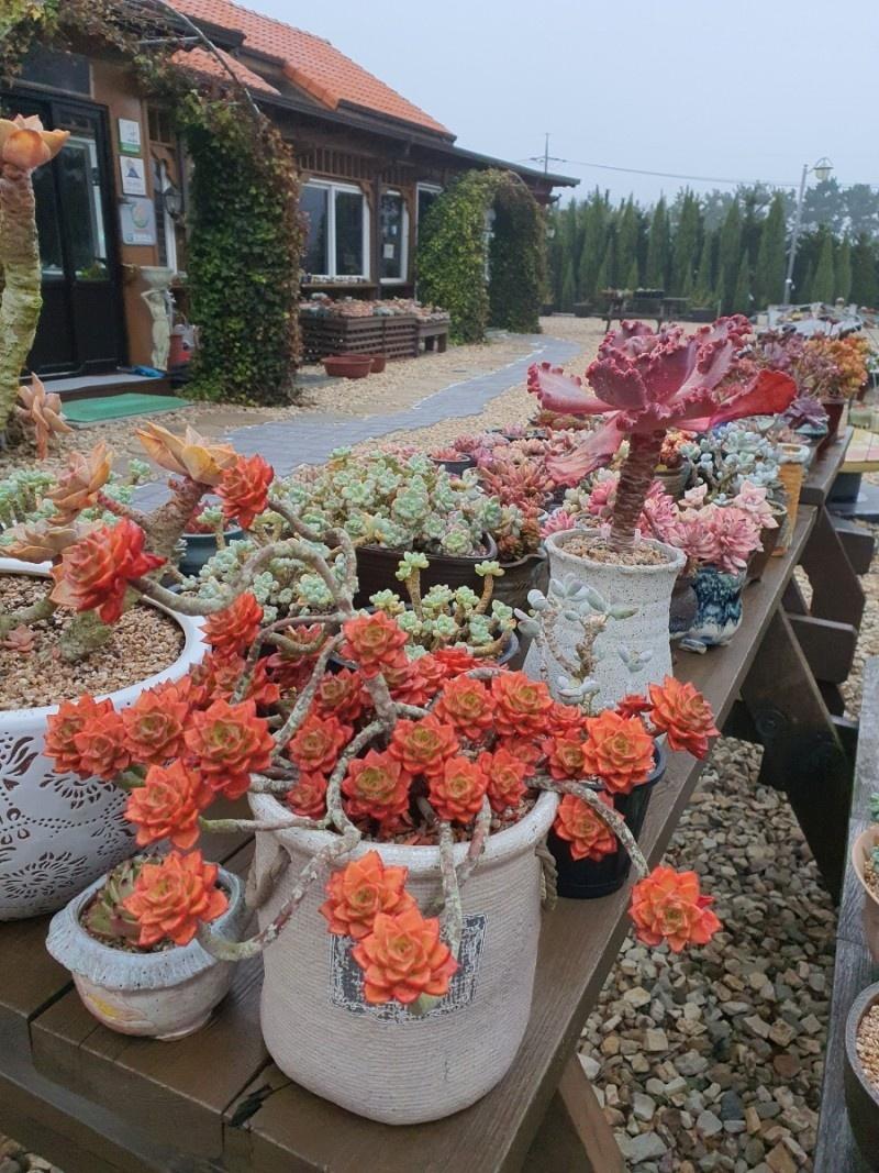 Ongjin (Baengnyeongdo) Noble-10