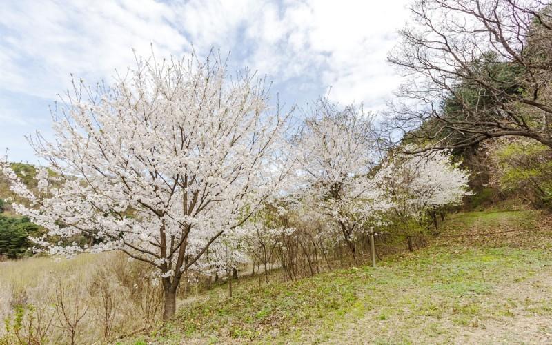Flower Pension in Namyangju-18