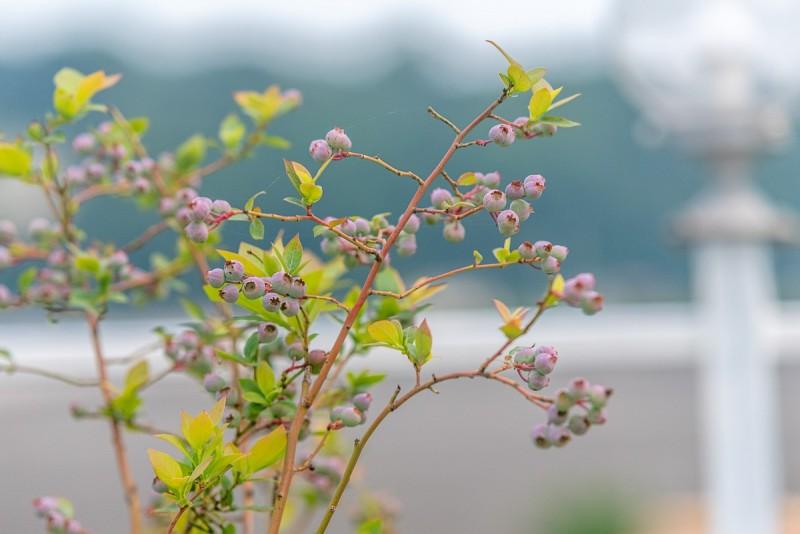 Ganghwa Island Pine Scented Pension-21