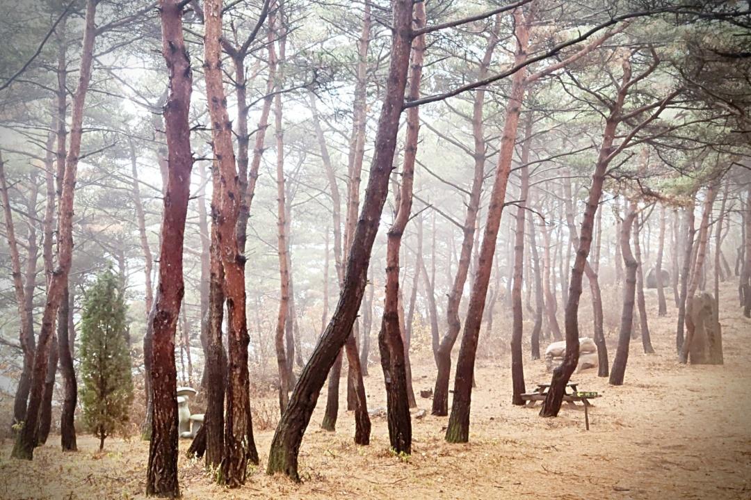 대표 사진