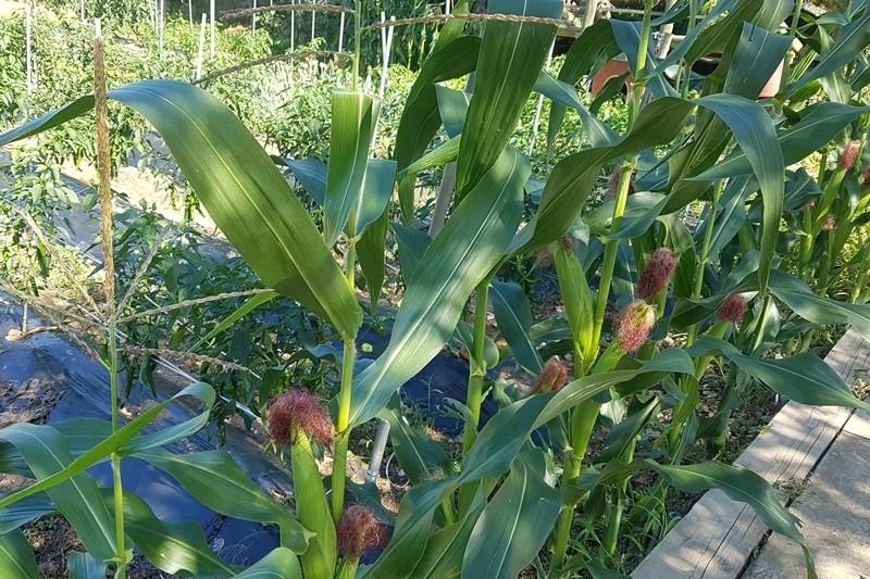 Daebudo (Yeongheungdo) Rural Marubang Pension-14