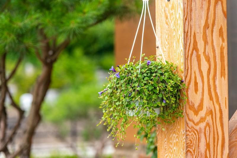 Ganghwa Island Pine Scented Pension-16