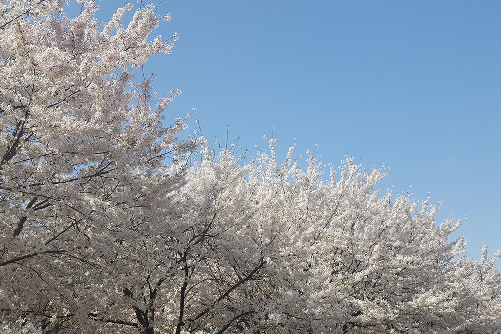 Seoul Forest Stay-95