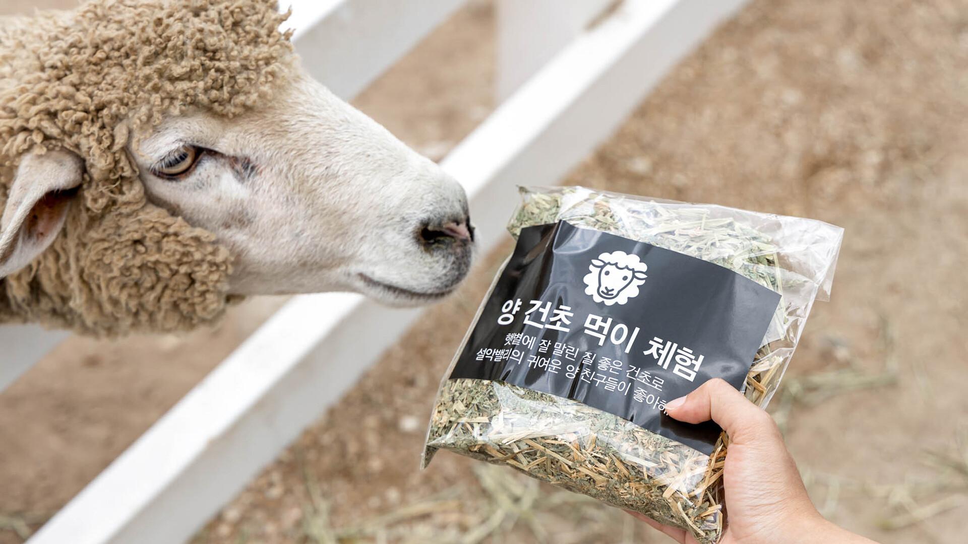 양 건초 먹이 체험
