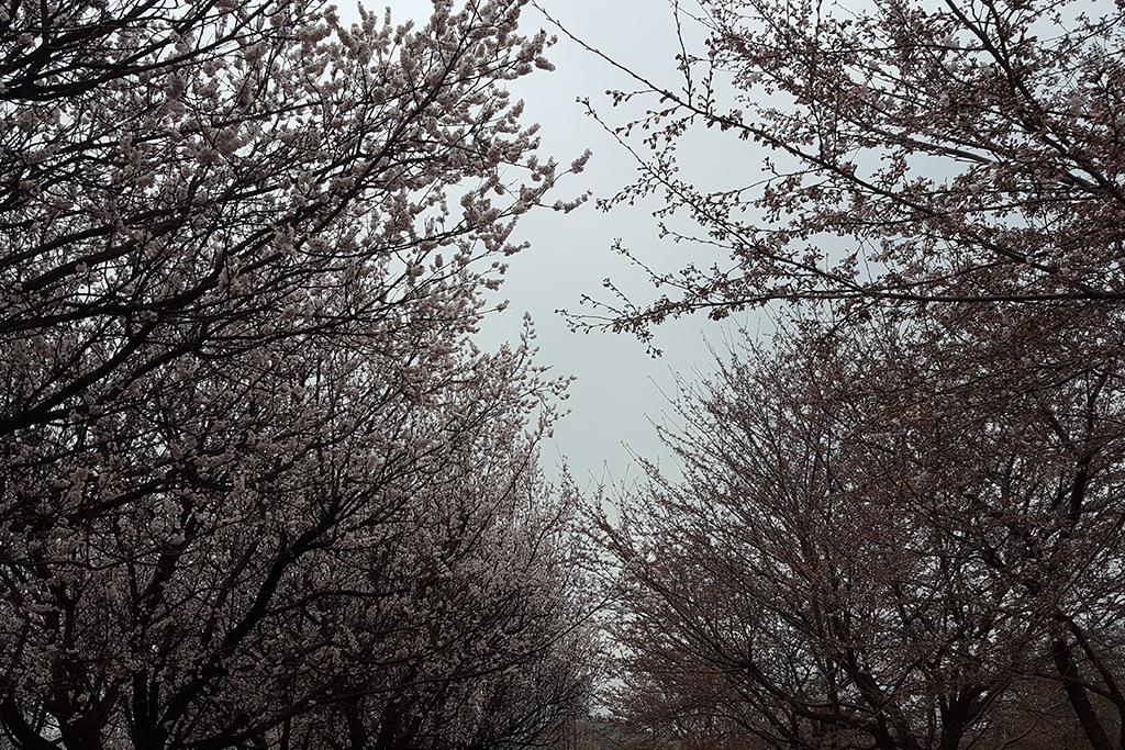 Seoul Forest Stay-86