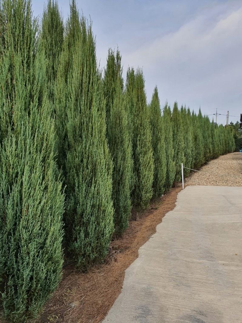 Ongjin (Baengnyeongdo) Noble-7