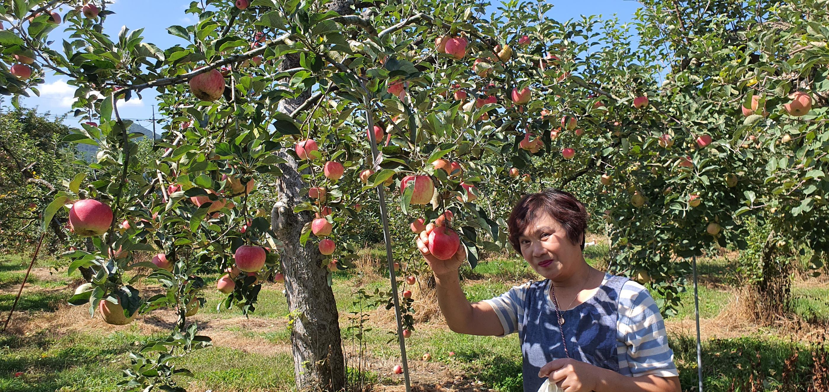 Chungju Real flowers and Taeknadeuli Pension-14