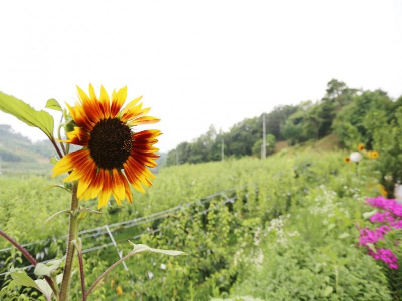 Yangpyeong Baero Farm Pension-22