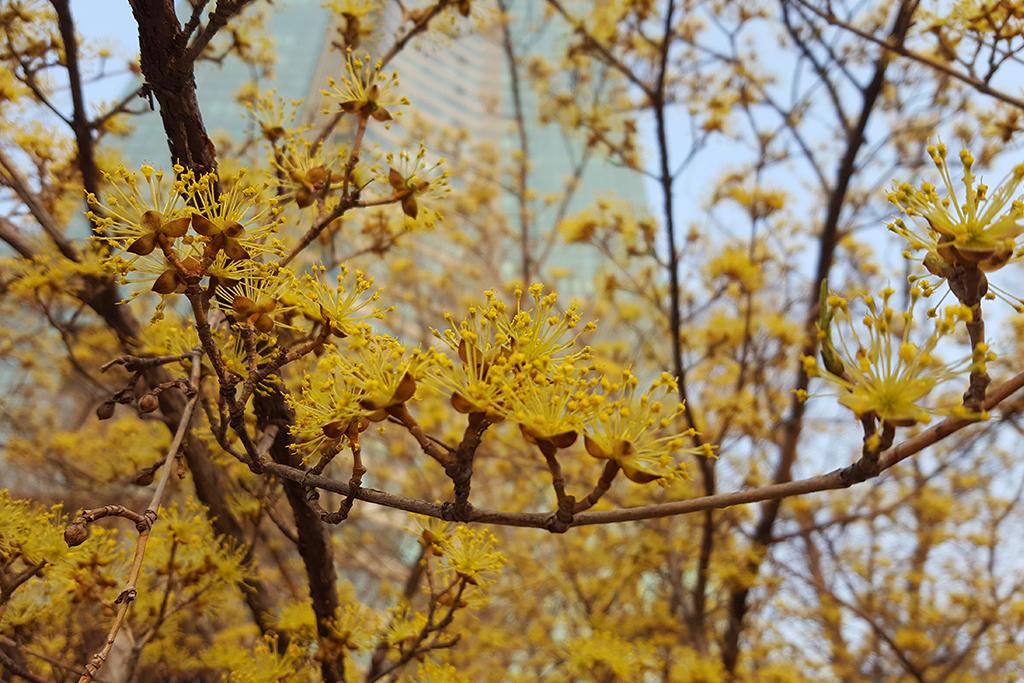 Seoul Forest Stay-78