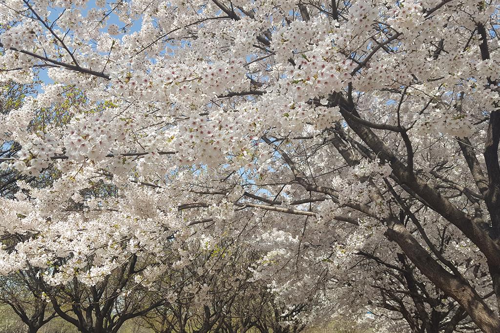 Seoul Forest Stay-84