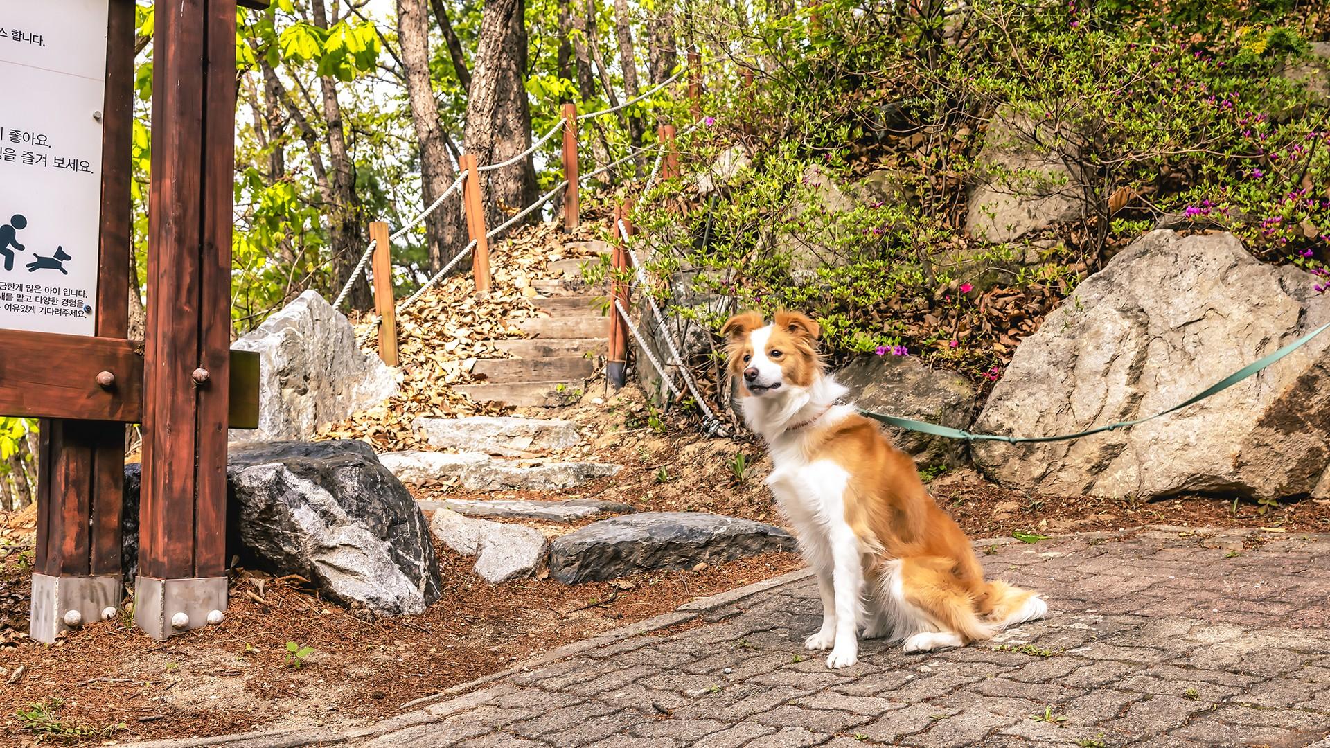 산책로