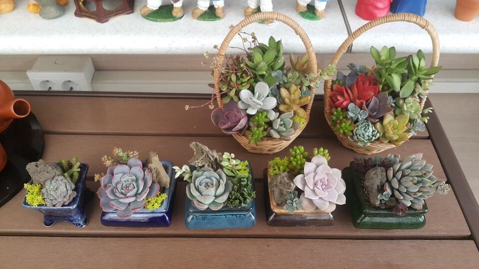 Chungju Real flowers and Taeknadeuli Pension-12