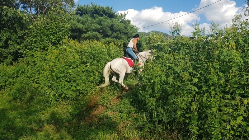 Pocheon Horse Kingdom Glamping-26
