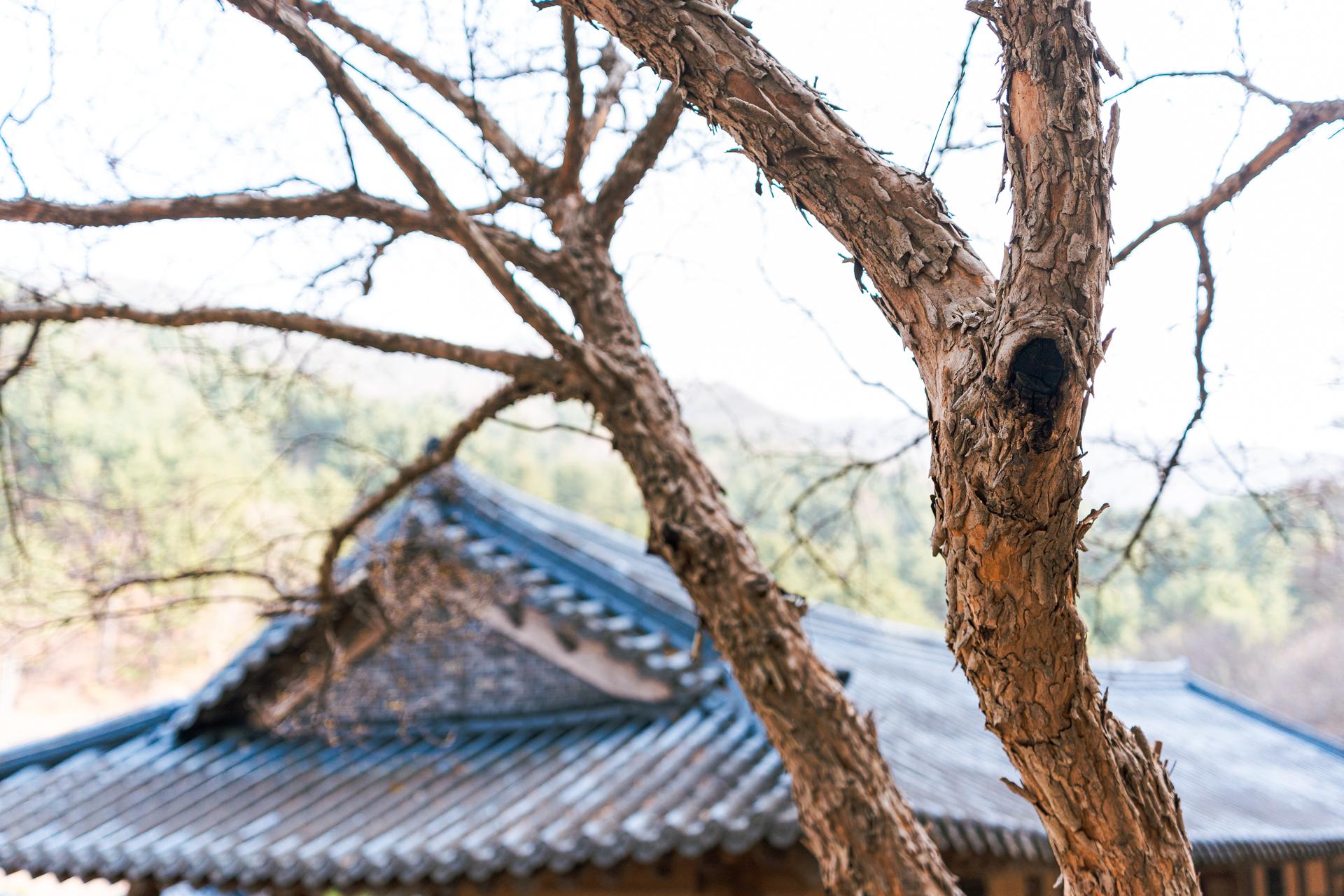 Một buổi sáng yên bình tại Vườn cây Gapyeong Morning Calm, hoàn hảo để chụp ảnh và đầy hương cỏ.