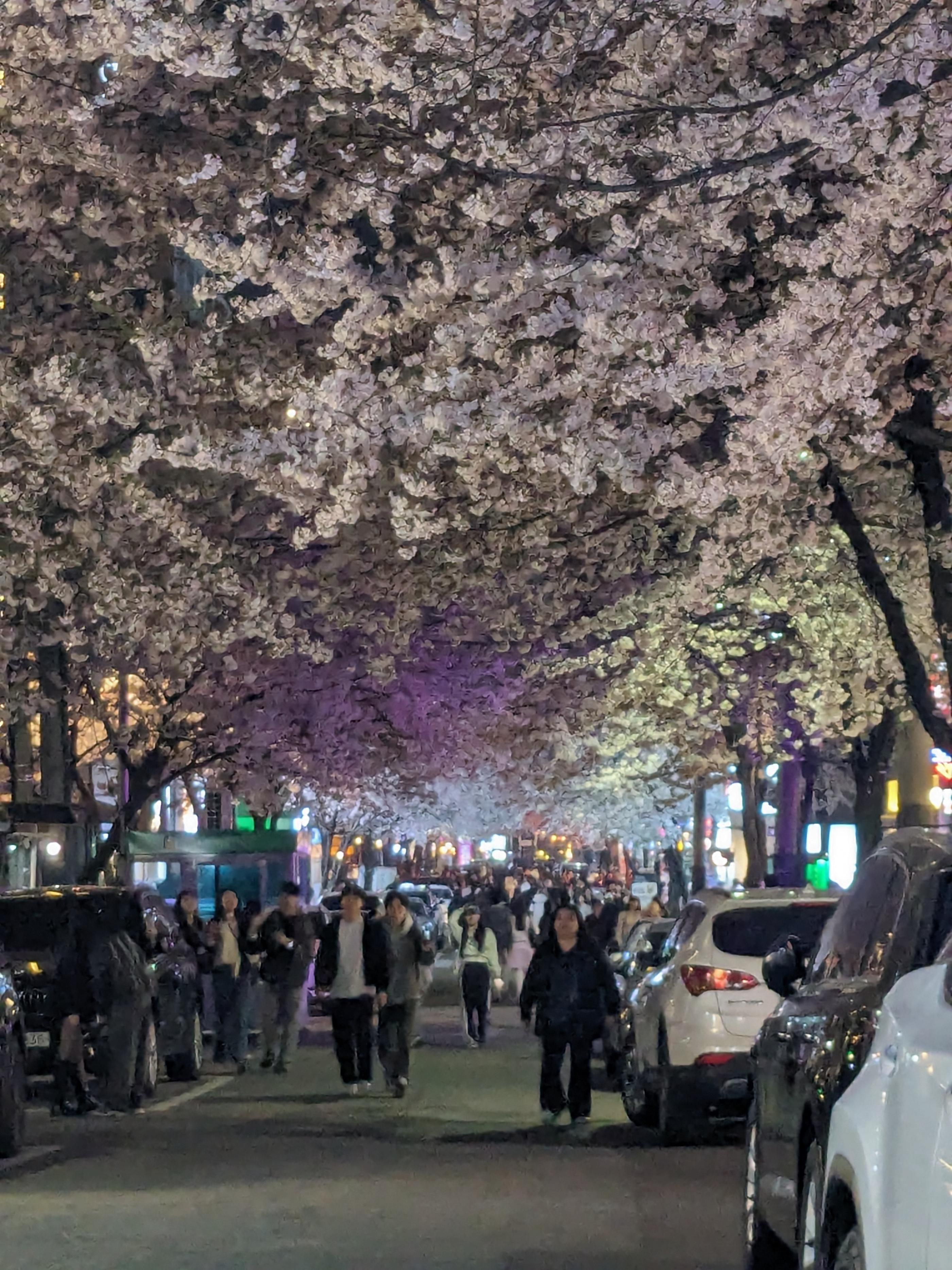 Hongdae: A Hidden Cherry Blossom Street and a Vibrant Neighb