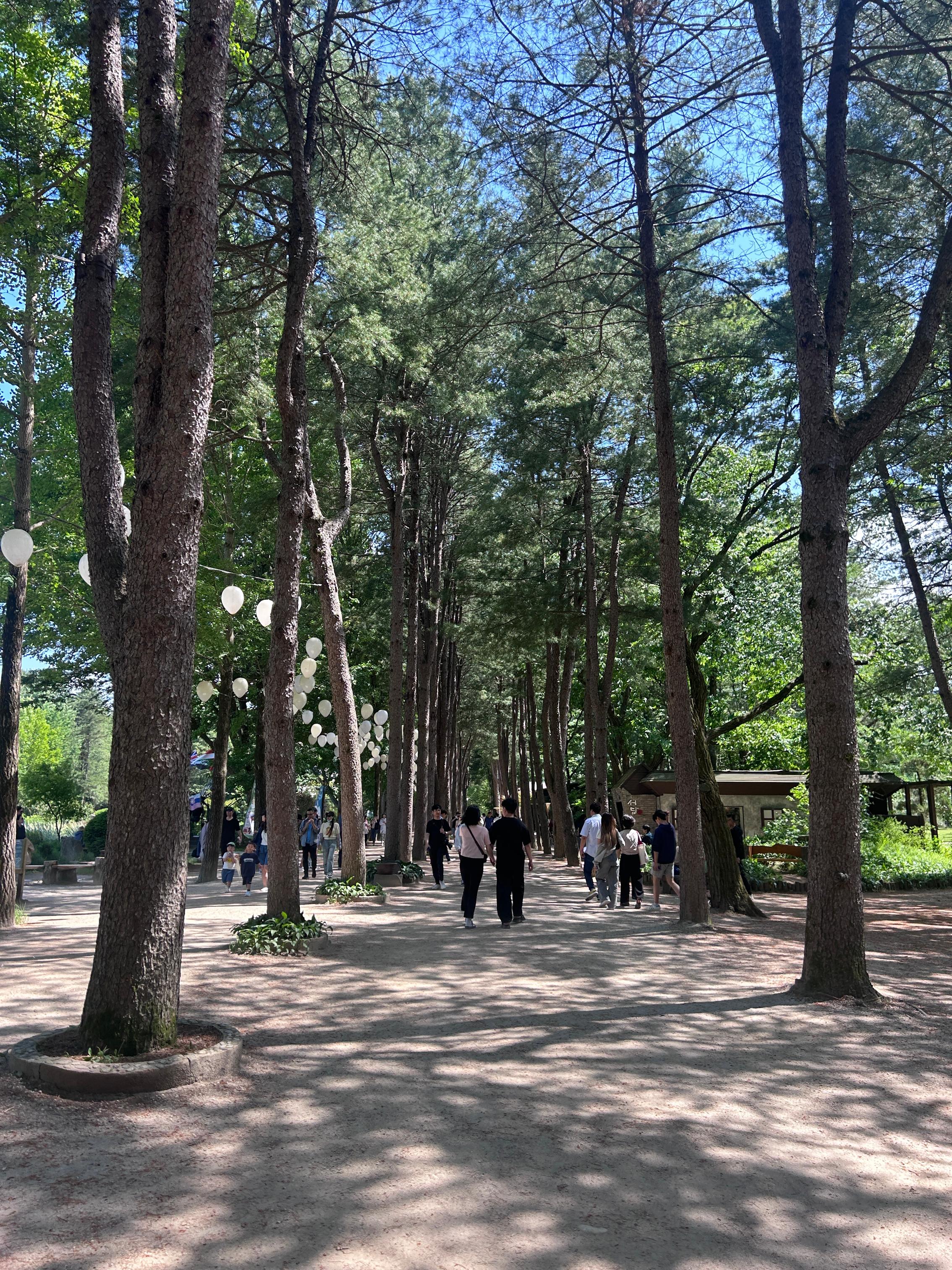 I went to Nami Island, the filming location for Winter Sonata ✨