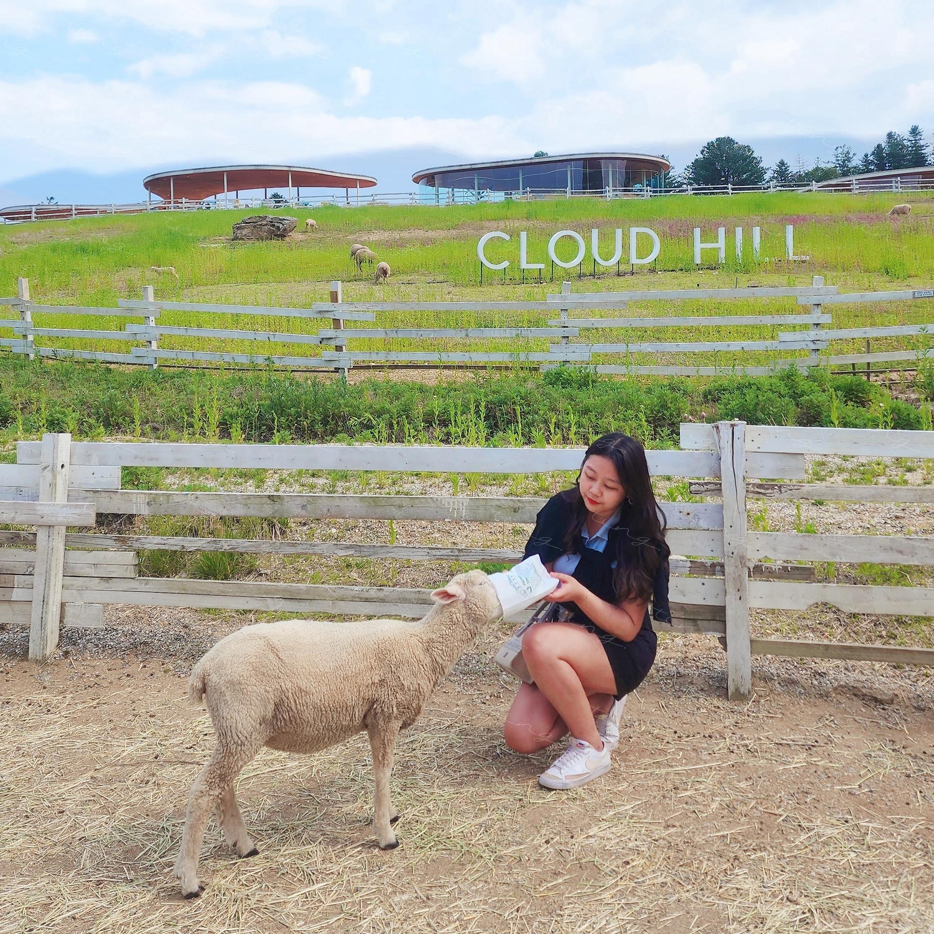 Recommendation for tourist spots: '가평' Sheep Farm and Cloud Hill.