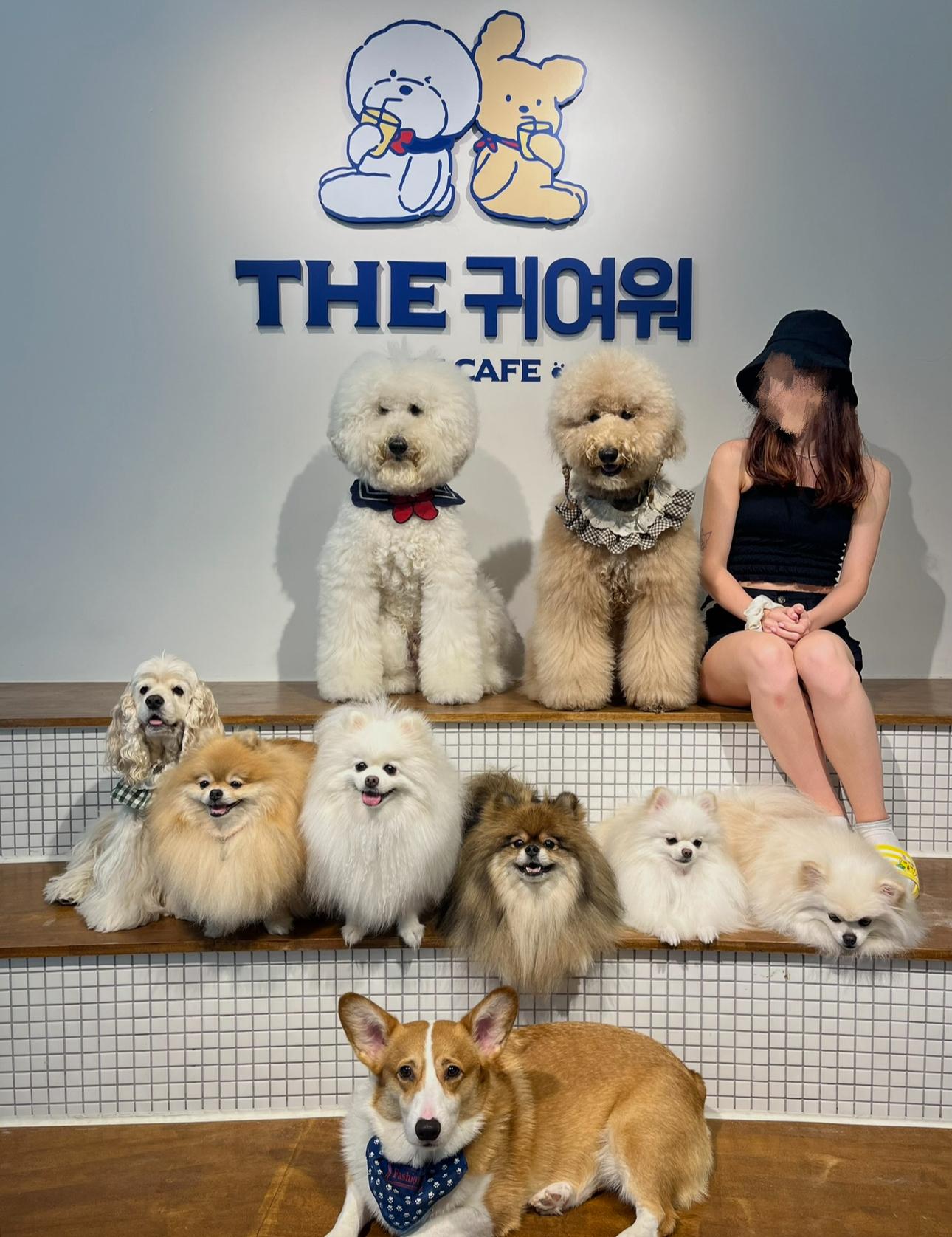 Pet Cafes in Seoul 
