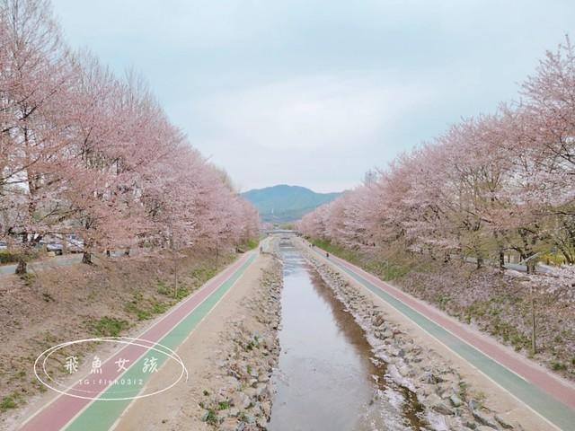 韓國首爾。韓國賞櫻景點，良才川櫻花路，良才市民之林，2024韓國櫻花預測開花時間。