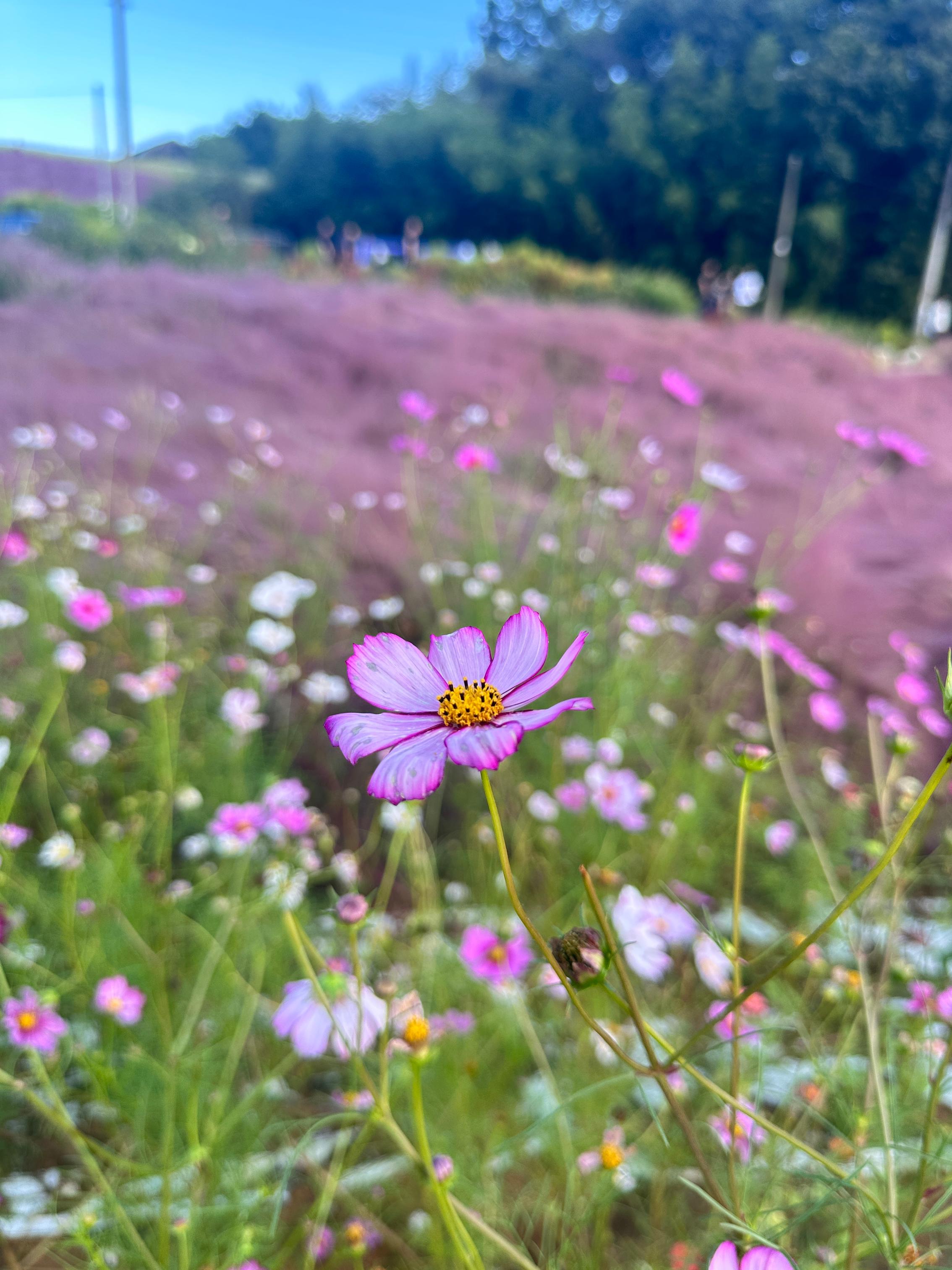 Gochang Bluefarm Pink Muhly Festival 2025 🌸