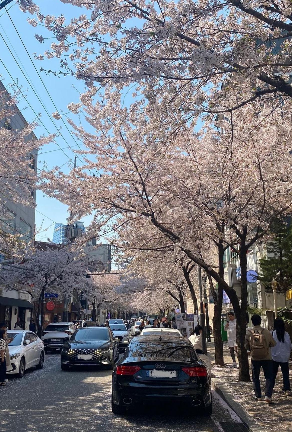 Évitez la foule: 3 endroits de Séoul pour les cerisiers en fleurs
