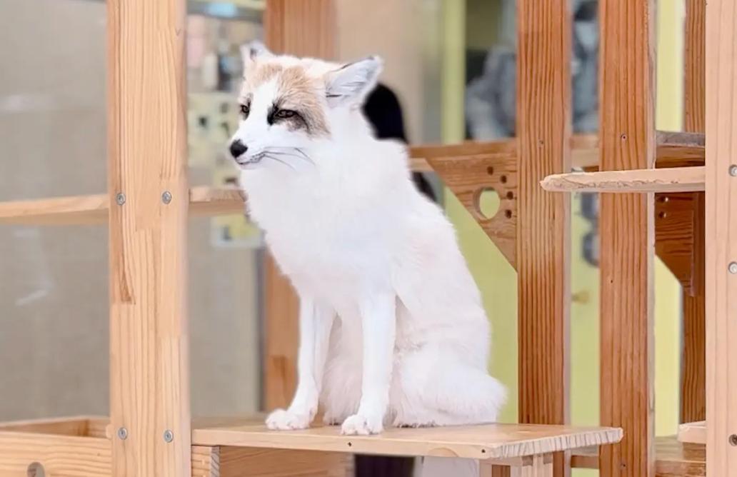 A must-visit in Seoul’s Hongdae: Meerkat Friends